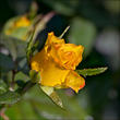 Желтая роза*