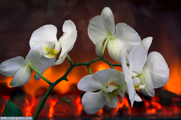 Орхидея. Цветы, Орхидеи, Растения
