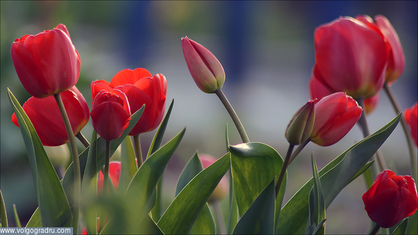 С Днём народного единства!. Цветы, Тюльпаны, Городские цветы