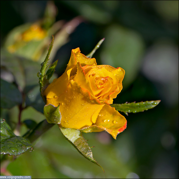 Желтая роза. Праздник, Фотографии цветов, Городские цветы