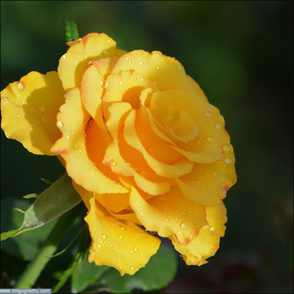 Желтая роза. Цветы, Розы, Городские цветы