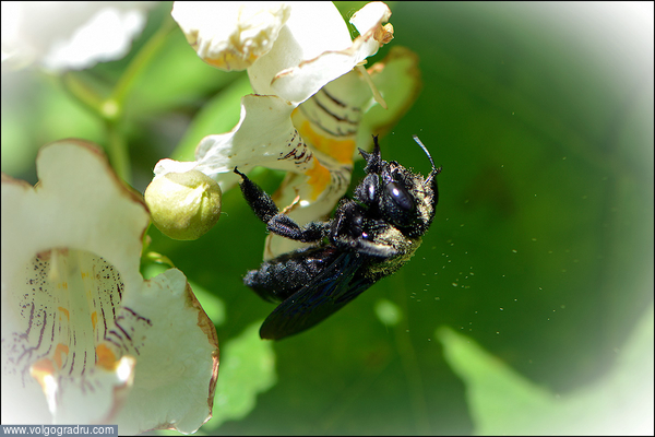Пчела-плотник (Xylocopa)названа так, благодаря тому, что она строит свои гнёзда в норах, сделанных в мёртвой древесине, бамбуке, цветочных стеблях или деревянных постройках. Пчелы этого вида крупные, металлического цвета. Существует около 730 видов пчёл-плотников. Встречаются такие пчёлы по всему миру, чаще всего в лесных районах. Большинство видов пчел-плотников живут в тропиках. В последние десятилетия на большей части России вид изчез или стал очень редким, обычен только на Северном Кавказе. Снижение числености пчёл связано с уменьшением деревянных построек, вырубкой старых усыхающих деревьев в целях санитарии лесов и интенсивным применением пестицидов. В некоторых регионах числится в Красной книге.. Цветущие платаны, Цветы, Пчела плотник