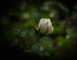 Бутон цветка шиповника