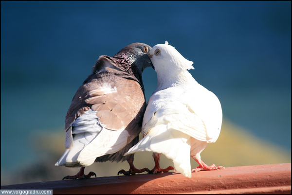 любовь. голуби, любовь, птица