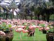 Нунг-Нуч (нашествие розовых фламинго)