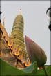 Символ Таиланда