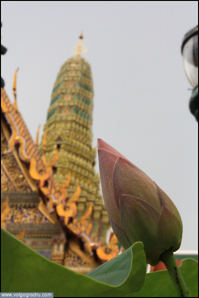 Символ Таиланда. бангкок, будда, буддизм