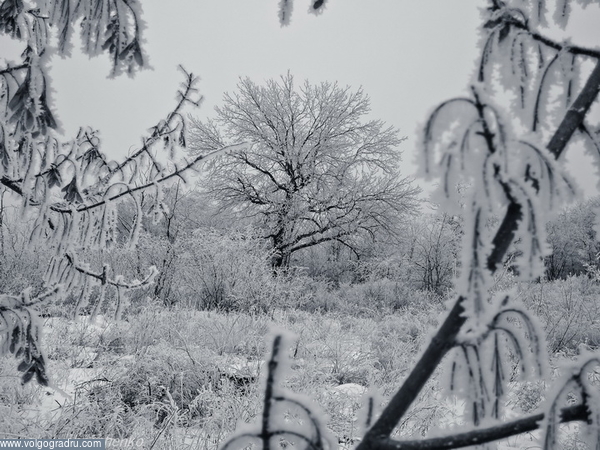 Зимняя сказка.. волгоград, посадки около микрохирургии, иней на деревьях