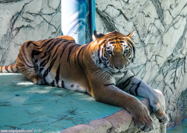 Взгляд тигра.. портрет тигра, долгий взгляд в объектив, сафари-парк