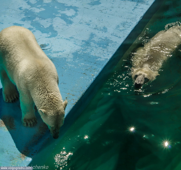 Вода в бассейне охлаждённая,есть просторное помещение(t +13 C),где можно спрятаться от жары.В это помещение можно попасть вплавь из открытого бассейна.. Геленджик, сафари-парк, белые медведи