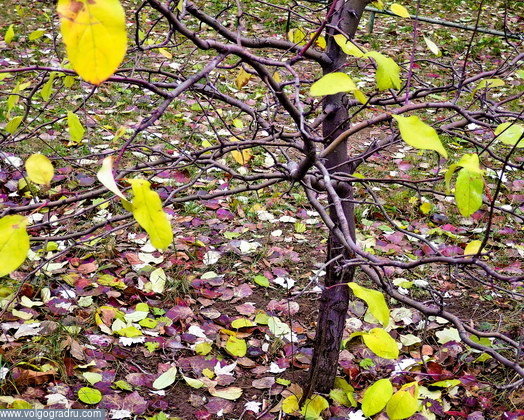 Поздняя осень... опавшие листья, деревце, кусочек уходящей осени
