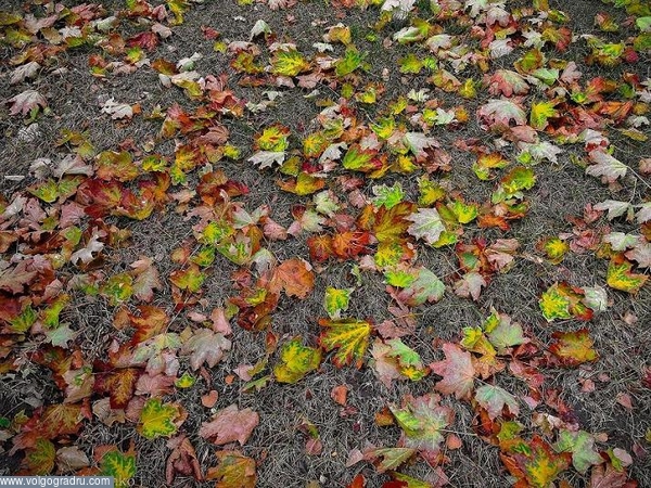 На ковре из жёлтых листьев..... парк, листья, осень