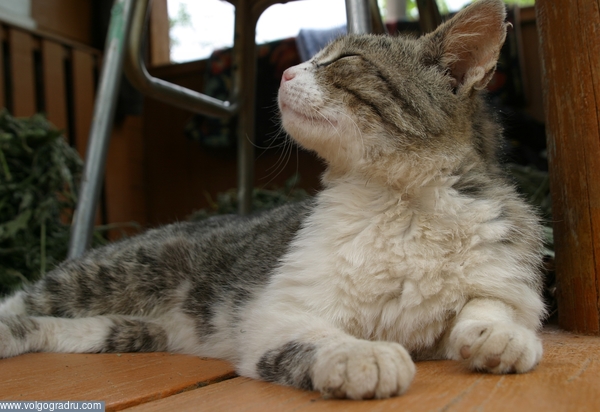 Чеширская улыбка кота Тиммофара. чеширская улыбка, кошки, животные