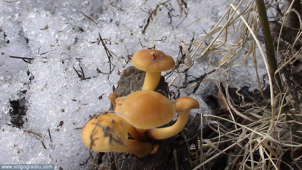 Подснежники.. грибы на дереве, 