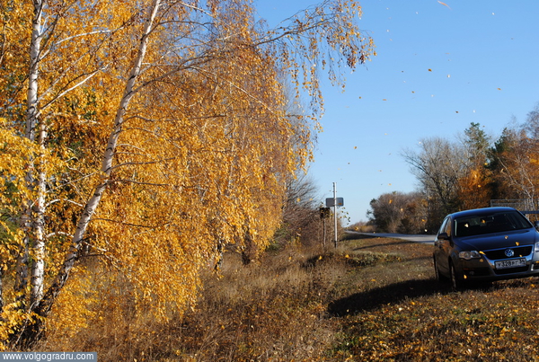 Листопад у дороги. берёзы, листопад, осень