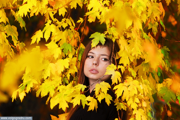 ***. осень, листья жёлтые, 