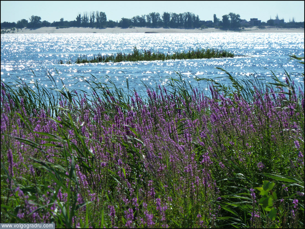 « Моя река – Волга »  Продолжение.(2-3). лето на Волге, вода, реки России