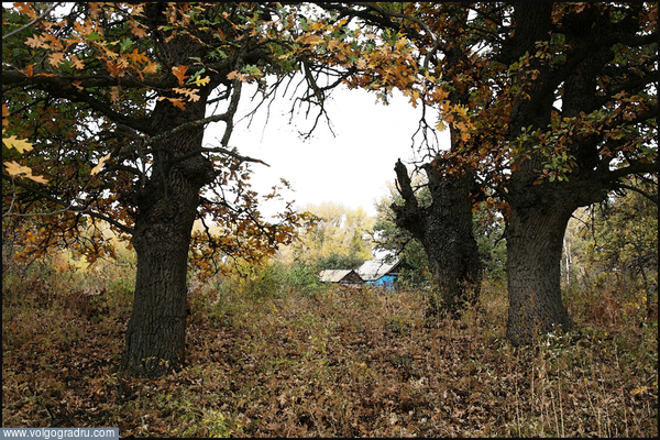 "Старые дубы на окраине села." Далее см. короткий текст с фотографией (1-4). осень, осеннее настроение, загородная жизнь