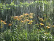 «Лилейник под проливным дождём» (Живописные этюды