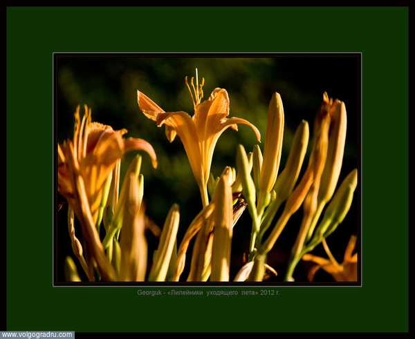 "Лилейники уходящего лета" (1-3). фотографирование цветов, лето, растения
