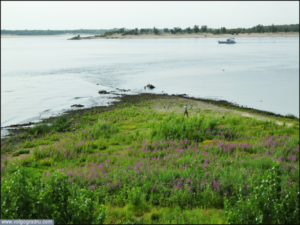 «Цветы прибрежной полосы»  Вариант. (2-3). Пейзаж с цветами, волжский берег, прибрежная полоса
