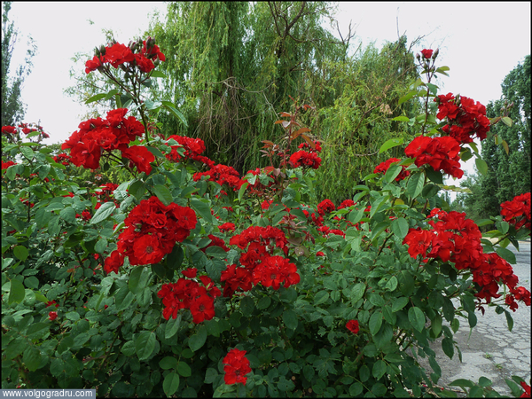 "Парковые розы" (3-3). Цветы, растения, розы