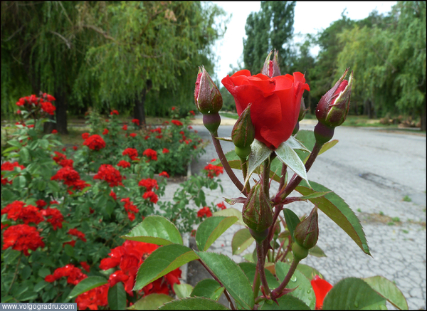 "Парковые розы" (1-3). Цветы, растения, розы