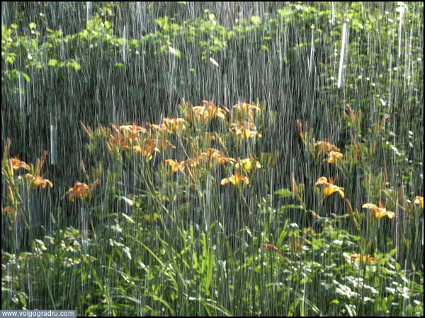 «Лилейник под проливным дождём» (Живописные этюды. 1-3). Цветы за порогом мастерской, домашние цветы, растения