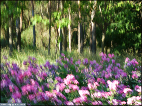 «Розарий ушедшего лета» (Живописные этюды. 2-3). Цветы за порогом мастерской, домашние цветы, растения