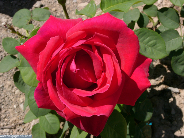 Испанская Кармен. цветы, природа, роза