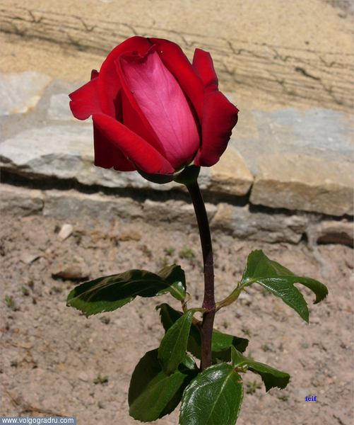 Бутон розы. цветы, природа, роза