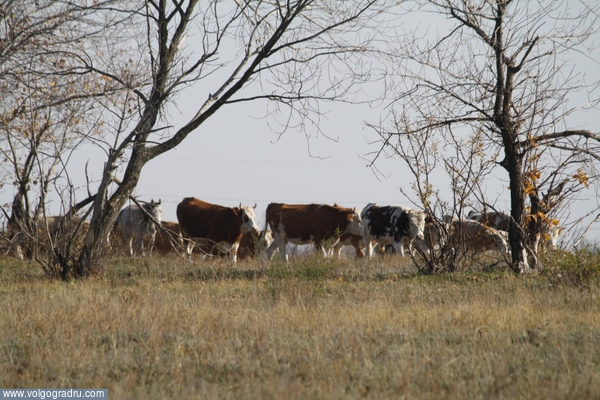Территория племенного животноводства. коровы, стадо коров, животноводство