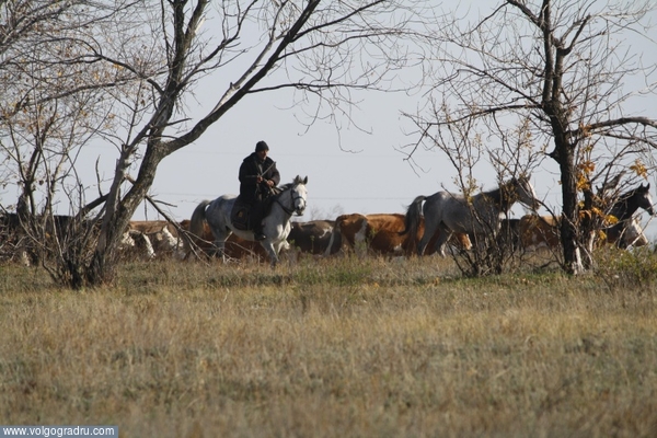 Территория племенного животноводства. коровы, стадо коров, животноводство