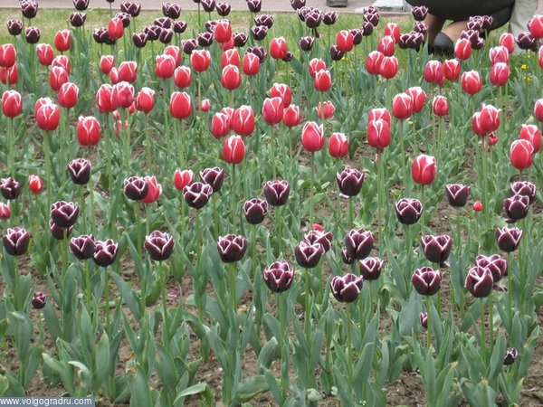 Весенние цветы. День Победы, Весна, 9 мая в Волгограде