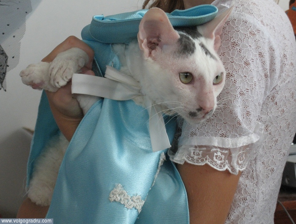 Карнавальный костюм для кошки. 