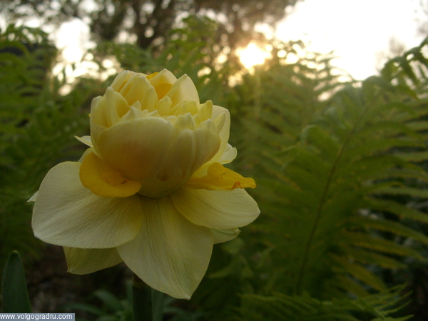 Нарцисс. Нарцисс, цветок, растение