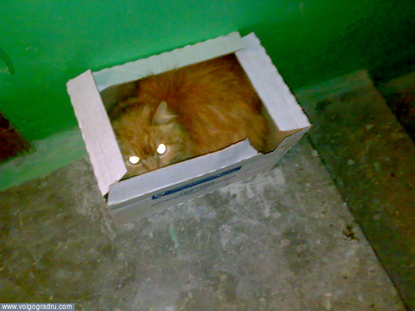 Кот в коробке. Животные, 