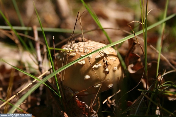 Amanita pantherina. гриб, грибы ядовитые, мухомор