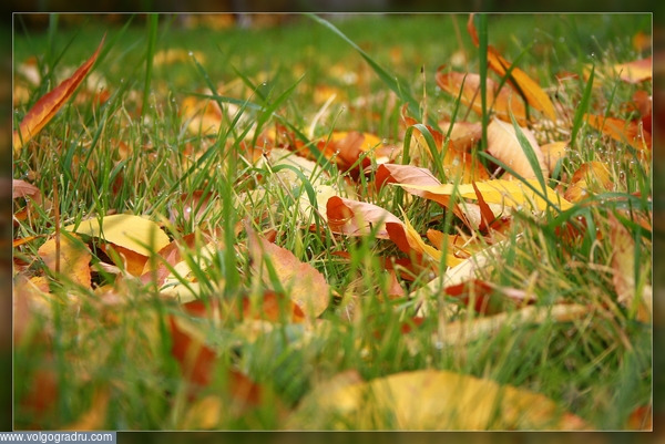 Осень. осень, листья, красота