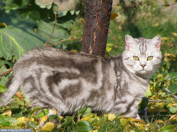 Кот, породы шотландская короткошерстная приглашает ная вязку вислоухих мраморных кошечек.. Кошки, 