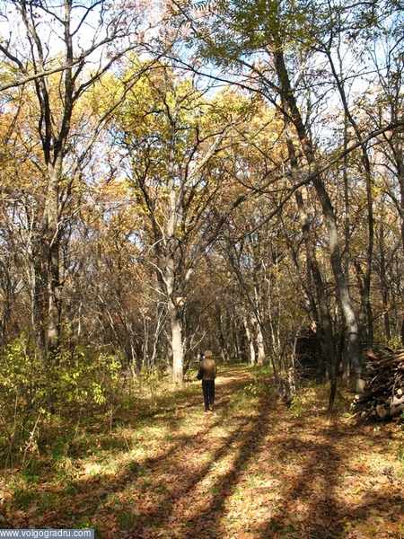 Осенний лес во Фролово. 