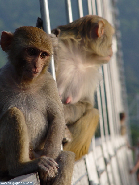 Мост. обезьяны, Индия, животные