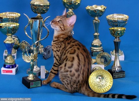 . бенгальская кошка, домашний мини-леопард, бенгальский котенок