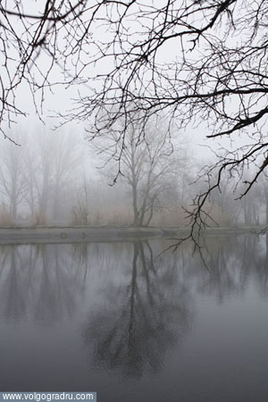***. туман, пруд, дерево