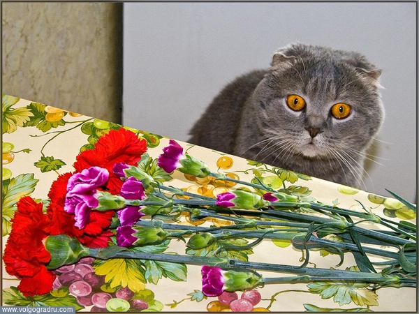 А ты, купил цветы своей кошечке?  :). цветы, кот, котик