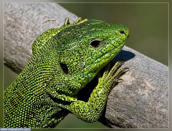 Зеленый Хопёрский Ящер на отдыхе :). ящерица, зеленая ящерица, макро