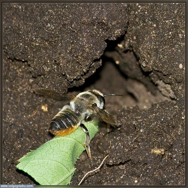 Поливая вечером помидорную  грядку,  обнаружил норку этого насекомого.... оса, пчела, "землеройка"