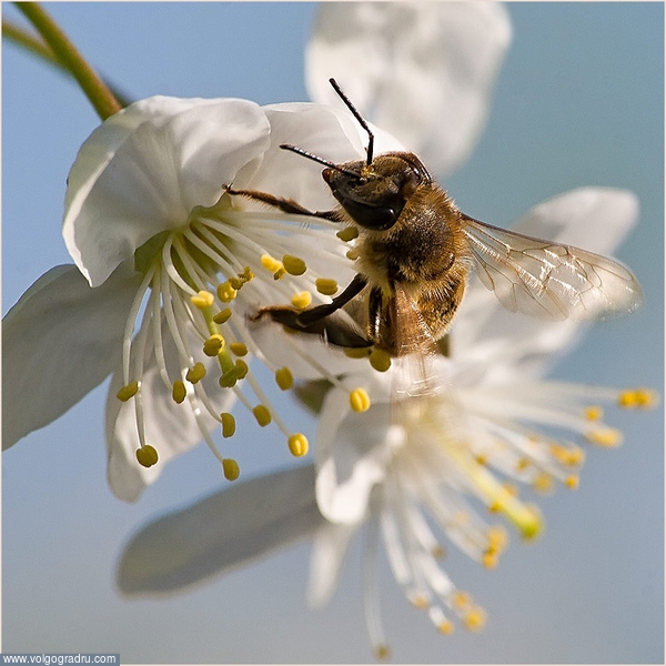 *****. пчела, цветок, цветок вишни