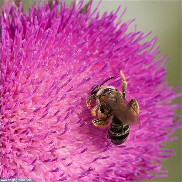 ***. татарник, пчела, пчела на цветке