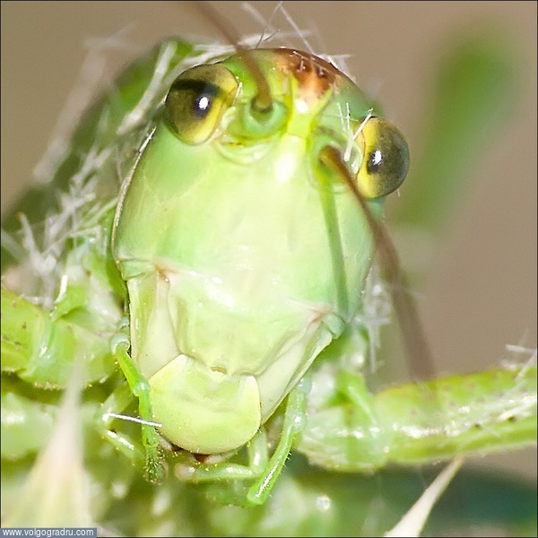 "Гуманоид". кузнечик, насекомое, зеленый кузнечик